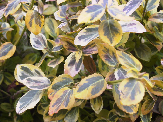 EUONYMUS fortunei Emerald and Gold : feuillage persistant. Nº877