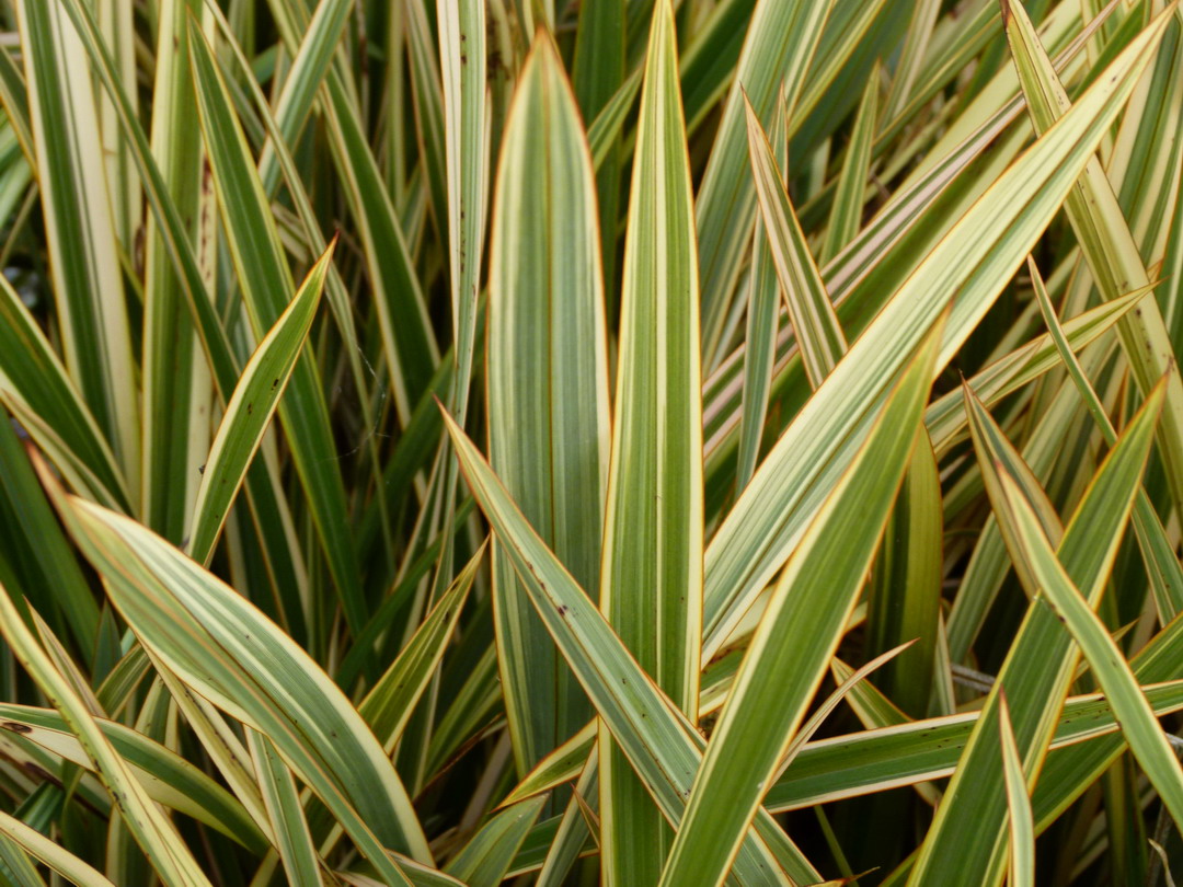 PHORMIUM Golden Ray