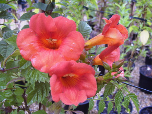 CAMPSIS X.tagliabuana Madame Galen