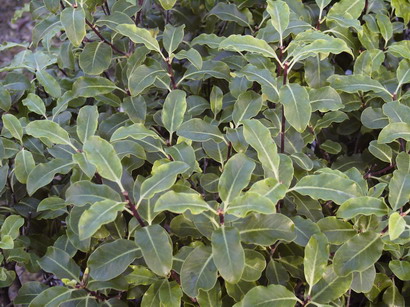 PITTOSPORUM tenuifolium Sélection