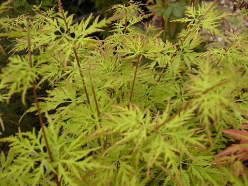 ACER palmatum Seiryu