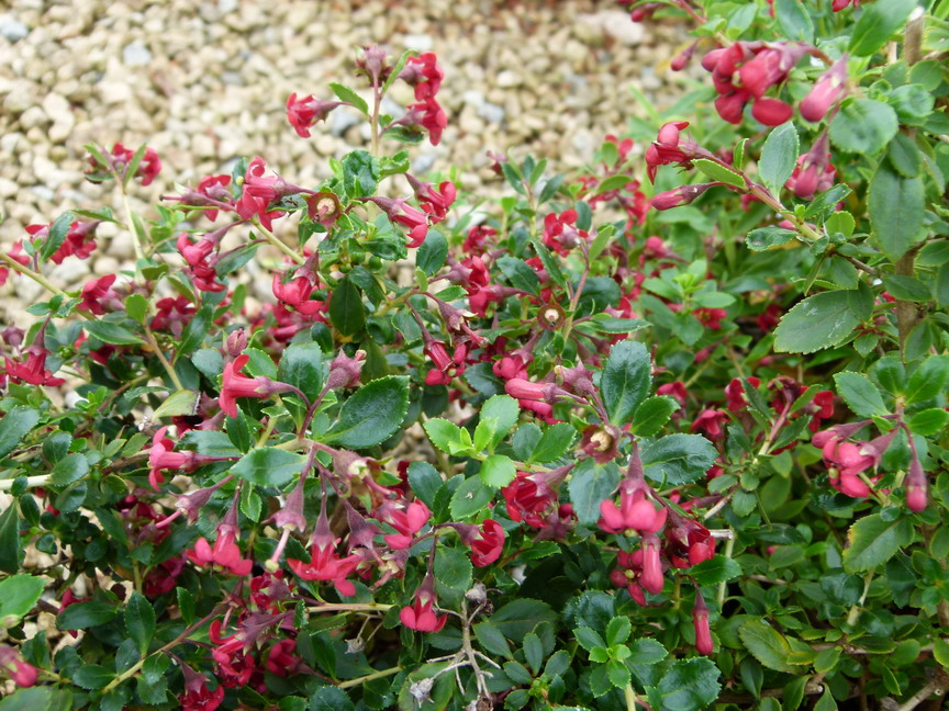 ESCALLONIA Red Elf