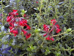 ESCALLONIA Red Elf : floraison d'été et d'automne. Nº895