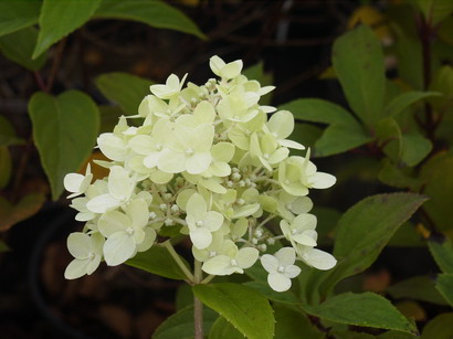 HYDRANGEA paniculata Limelight ®