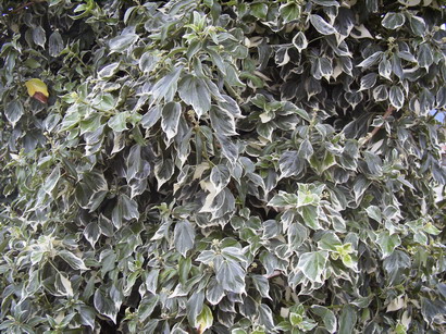 HEDERA helix Little Diamond