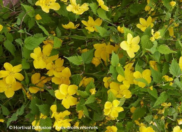 KERRIA japonica Golden Guinea : floraison de printemps. Nº900