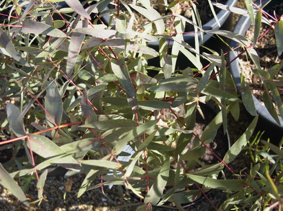 EUCALYPTUS darlympleana