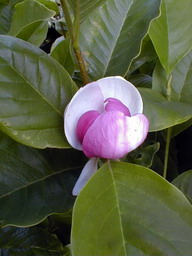 MAGNOLIA X.soulangeana Lennei