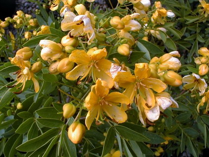 CASSIA X.floribunda