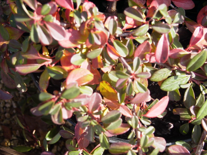 COTONEASTER damneri Eichholz Nº1