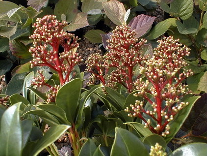 SKIMMIA Luwian ®