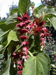 LEYCESTERIA formosa