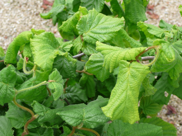 CORYLUS avellana Contorta