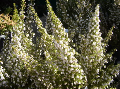 ERICA arborea var.alpina