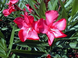 NERIUM oleander Géant des Batailles