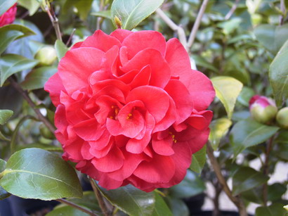 CAMELLIA japonica Tom Knudsen