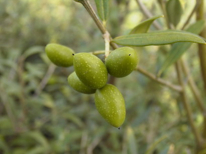 OLEA europea Fastigiata