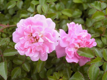 ROSA x.Pablito : floraison estivale. Nº928