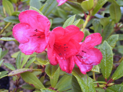 RHODODENDRON moyen Elizabeth