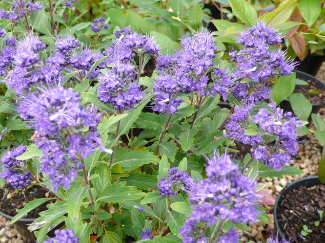 CARYOPTERIS x.clandonensis Grand Bleu ®