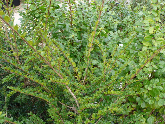 AZARA microphylla