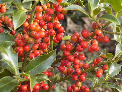 ILEX aquifolium Alaska