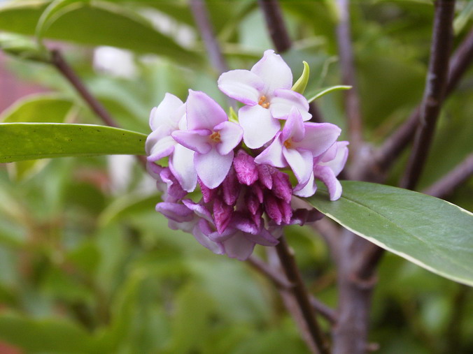 DAPHNE odora Aureomarginata