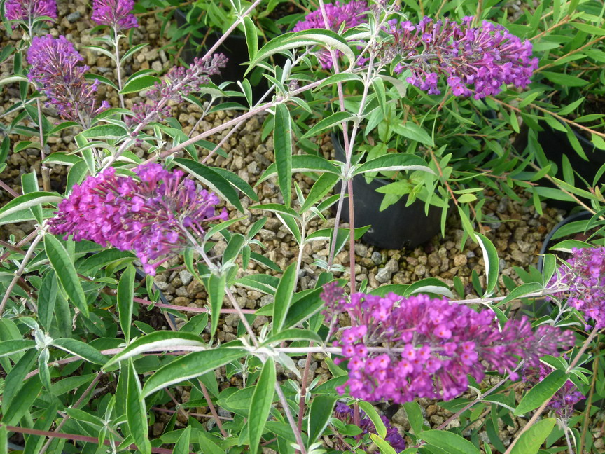 BUDDLEJA davidii Nanho Purple