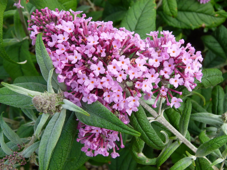 BUDDLEJA Pink Delight