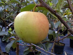 POMMIER Golden Delicious