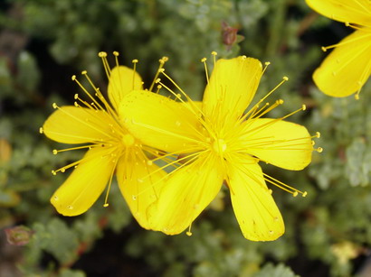 HYPERICUM olympicum