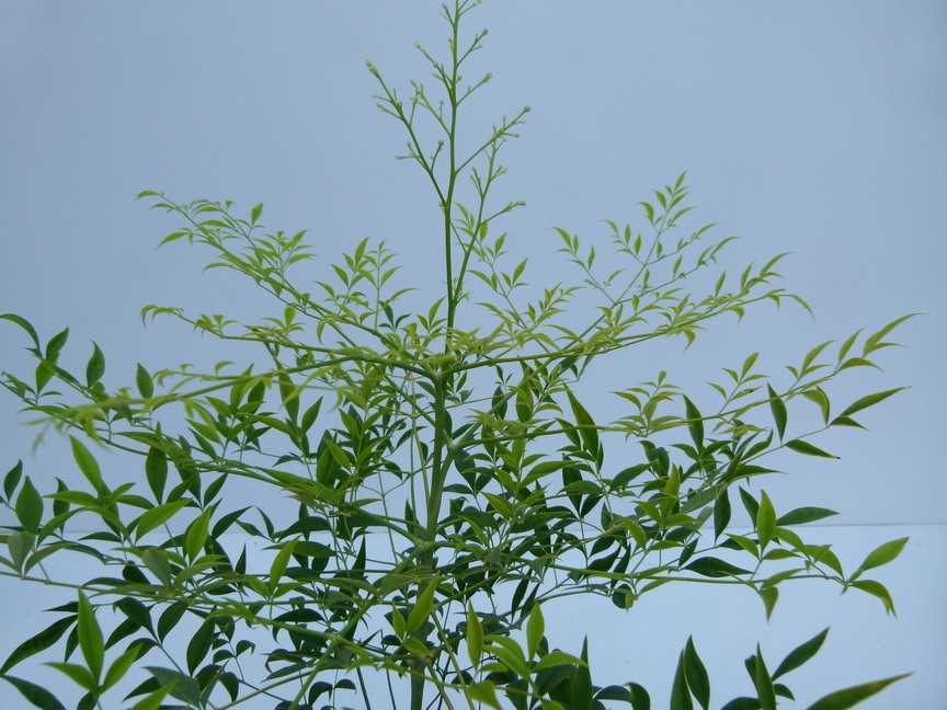 NANDINA domestica Leucocarpa