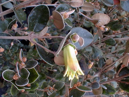 CORREA backhousiana