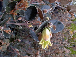 CORREA backhouseana