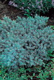 JUNIPERUS squamata Blue Star : jeune feuillage de printemps. Nº952