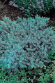 JUNIPERUS squamata Blue Star