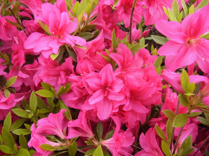 AZALEA japonaise Rosa King