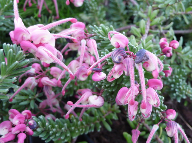 GREVILLEA lanigera Mount Tamboritha