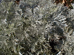 ARTEMISIA arborescens Powis Castle