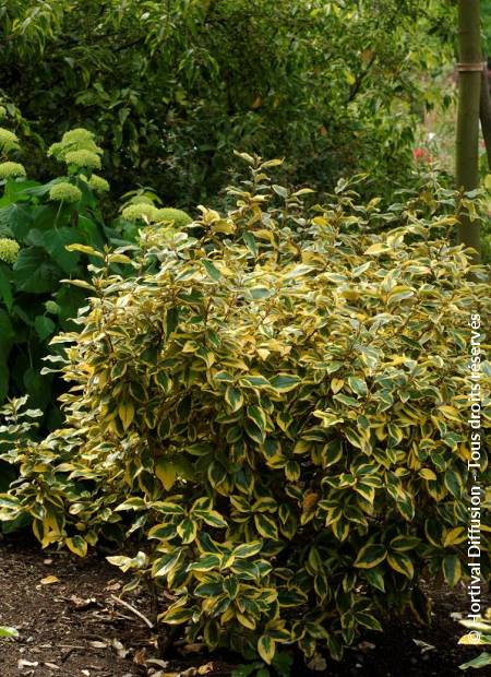 ELAEAGNUS x.ebbingei Gilt Edge