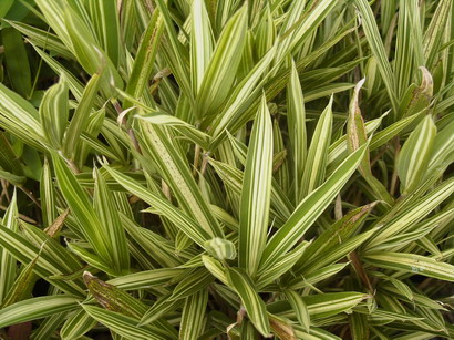 PLEIOBLASTUS fortunei Variegata