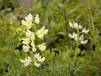 LUPINUS arboreus Yellow