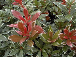 PIERIS japonica Little Heath Variegata