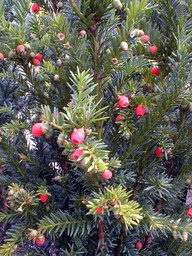 TAXUS X.media Strait Hedge