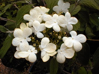 VIBURNUM plicatum Watanabe