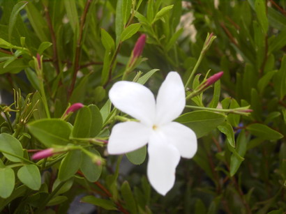 JASMINUM officinale