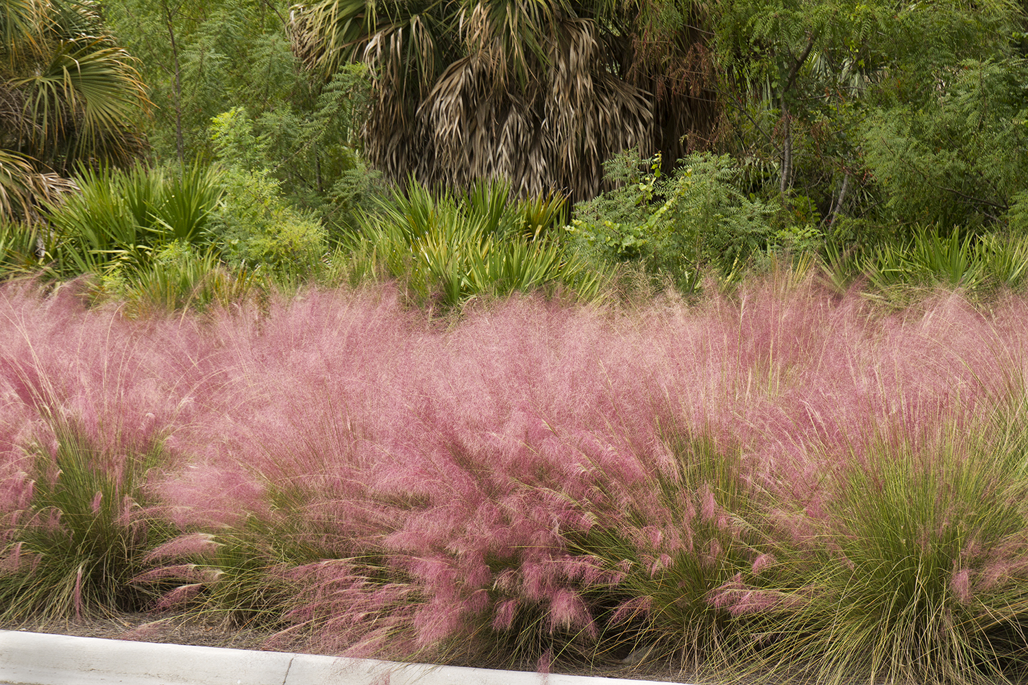 MUHLENBERGIA capillaris