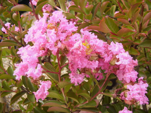 LAGERSTROEMIA indica Jacqueline Desmartis ®