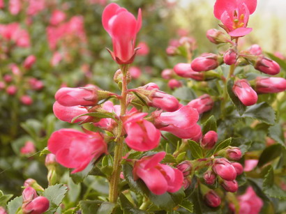 ESCALLONIA Pride of Donard : floraison de mai-juin. Nº982