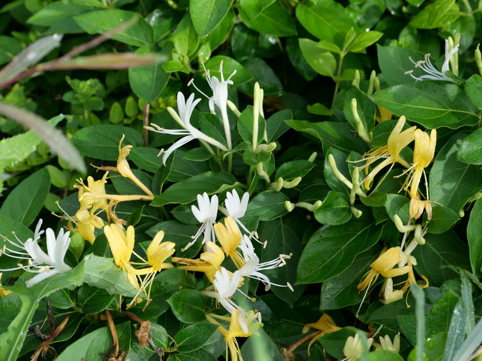 LONICERA japonica Halliana : floraison estivale. Nº987